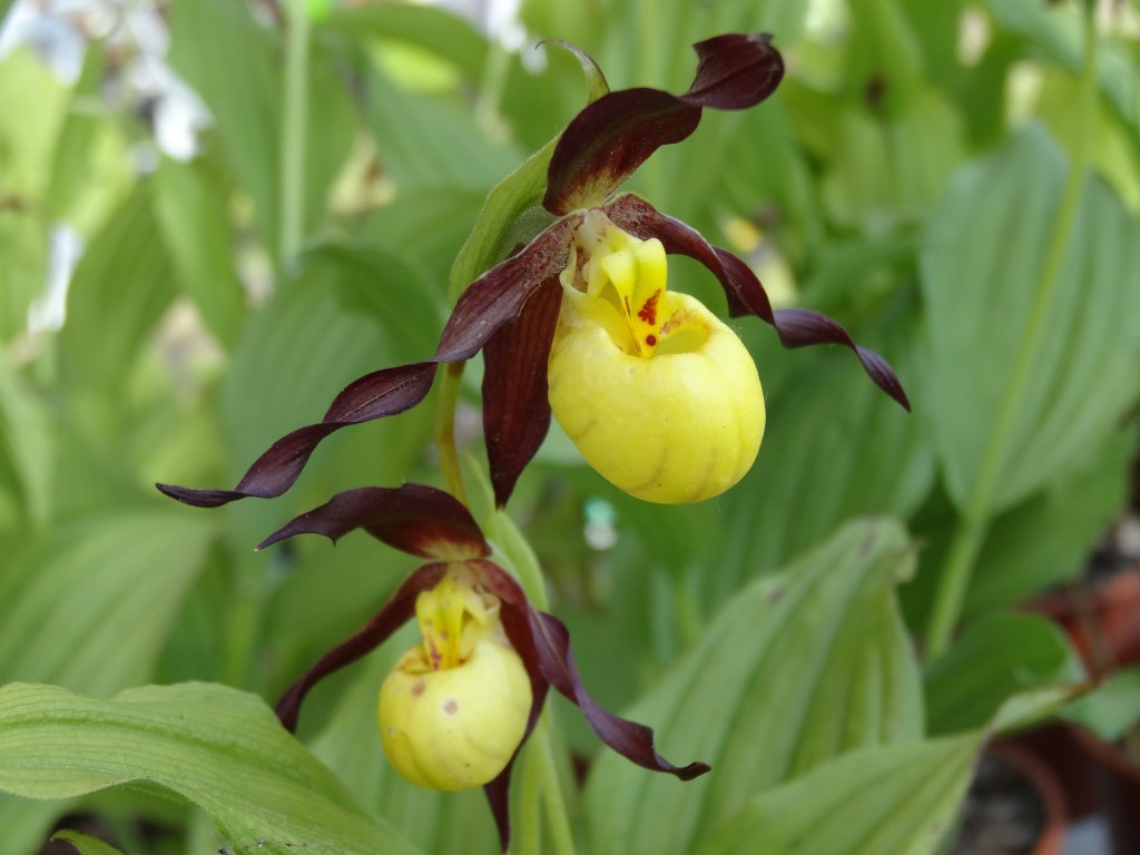 Cypripedium parville