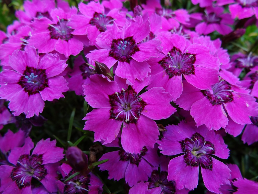 Dianthus alpinus 'Joans Blood'